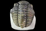 Pedinopariops Trilobite - Beautiful Shell Coloration #71282-1